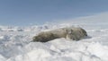 Antarctica baby adult weddell seal play on snow