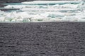 Antarctica - Colony Of Penguins Royalty Free Stock Photo