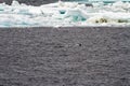 Antarctica - Colony Of Penguins Royalty Free Stock Photo