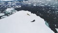 Antarctica crabeater seal rest iceberg aerial view Royalty Free Stock Photo