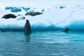 Antarctica, A curious crab eater seal check on his friends sleeping on an iceberg