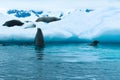 Antarctica, A curious crab eater seal check on his friends sleeping on an iceberg Royalty Free Stock Photo