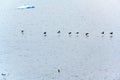 Antarctica - flying cormorants in line over Antarctic Ocean with jumping penguins in the background.