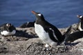 Antarctica - Gentoo Penguin