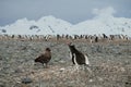 Antarctica Gentoo penguin defending penguin chick from skua