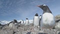 Antarctica gentoo penguin in pebble nest closeup Royalty Free Stock Photo