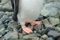 Antarctica Gentoo penguin stands on rocky beach with water drops on feathers, orange feet