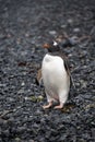 Antarctica Gentoo Penguin, Wildlife, Nature