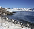 Antarctica - Gentoo Penguins Royalty Free Stock Photo