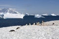 Antarctica gentoo penguins
