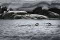 Antarctica Gentoo Penguins Swimming, Hunting Fish