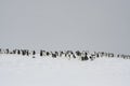 Antarctica Gentoo Penguins, Wildlife Colony, Nature Royalty Free Stock Photo