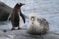 Antarctica giant petrel and gentoo penguin