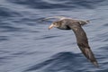 Antarctica giant petrel on the wing