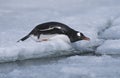 Antarctica Greenwich Island sliding Gentoo Penguin (Pygoscelis papua) Royalty Free Stock Photo