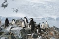 Antarctica, group of Adelie Penguins. Nature and landscapes of Antarctic