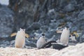 Antarctica, group of Adelie Penguins. Nature and landscapes of Antarctic