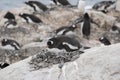 Antarctica, group of Adelie Penguins. Nature and landscapes of Antarctic