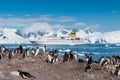 Antarctica penguins and cruise ship Royalty Free Stock Photo