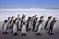 Antarctica, penguins in the ocean sea. Waves with group of birds, Wildlife nature, kong penguin on Falklnad Islands. Bird colony Royalty Free Stock Photo