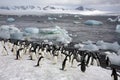 Antarctica - Penguins on Paulet Island