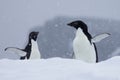 Antarctica Penguins