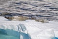 Antarctica - Seals On An Ice Floe Royalty Free Stock Photo