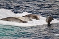 Antarctica - Seals On An Ice Floe Royalty Free Stock Photo