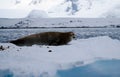 Antarctica Seals on Ice Shelf near Peterman Island in Antarctica.