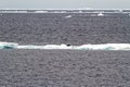 Antarctica - Seals On An Iceberg Royalty Free Stock Photo