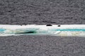 Antarctica - Seals On An Iceberg Royalty Free Stock Photo