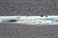 Antarctica - Seals On An Iceberg Royalty Free Stock Photo