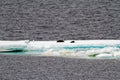 Antarctica - Seals On An Iceberg Royalty Free Stock Photo