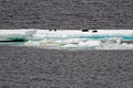 Antarctica - Seals On An Iceberg Royalty Free Stock Photo