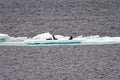 Antarctica - Seals On An Iceberg Royalty Free Stock Photo