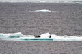Antarctica - Seals On An Iceberg Royalty Free Stock Photo