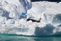 Antarctica - Seals On An Iceberg Royalty Free Stock Photo