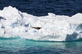 Antarctica - Seals On An Iceberg Royalty Free Stock Photo