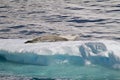 Antarctica - Seals Resting On An Ice Floe Royalty Free Stock Photo