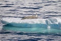 Antarctica - Seals Resting On An Ice Floe Royalty Free Stock Photo