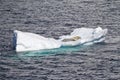 Antarctica - Seals Resting On An Ice Floe Royalty Free Stock Photo