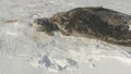 Antarctica snow weddell seal parent play baby