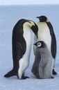 Antarctica Weddel Sea Atka Bay Emperor Penguin Family