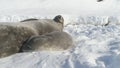 Antarctica weddell seal family rest on snow Royalty Free Stock Photo