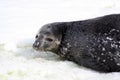 Antarctica, Weddell seal in the snow on Horseshoe Island Royalty Free Stock Photo