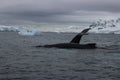 Antarctica - Whales Royalty Free Stock Photo