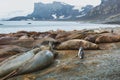 Antarctica wildlife nature, gentoo penguin standing near elephant seals on Livingston island