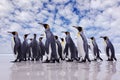 Antarctica wildlife, penguin colony. Group of king penguins coming back from sea to beach with wave and blue sky in background,