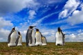 Antarctica wildlife, penguin colony. Group of king penguins in the grass nest on the coast and blue sky in background, South