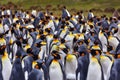 Antarctica wildlife. Penguin colony, many birds close together. King penguin in Volunteer Point in Falkland Islands. Antarctic